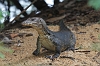 J01_2028 Monitor Lizard